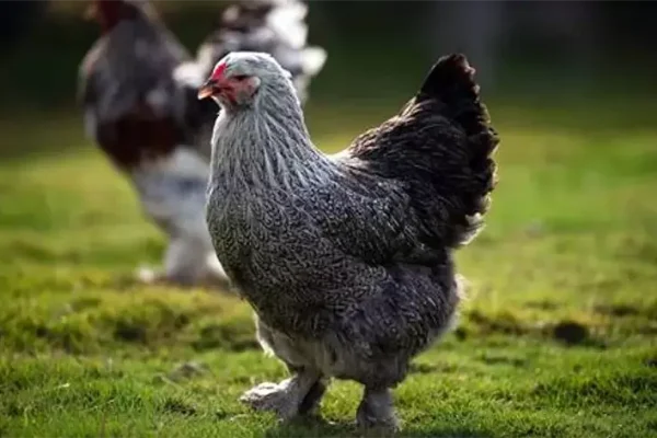 Як вирощувати іспанок і чому вони стали улюбленцями птахівників