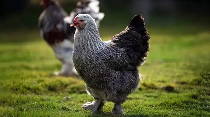 Як вирощувати іспанок і чому вони стали улюбленцями птахівників