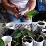 Як самостійно розмножити гортензію в саду