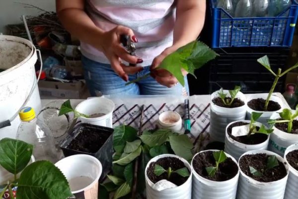 Як самостійно розмножити гортензію в саду