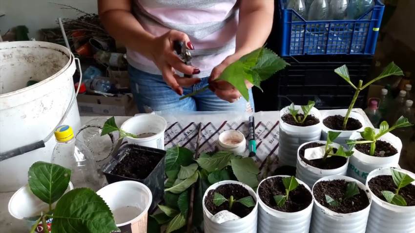 Як самостійно розмножити гортензію в саду