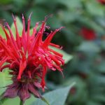 Червоні пелюстки легенди - як насправді виглядає рута