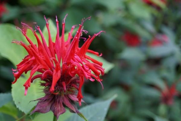 Червоні пелюстки легенди - як насправді виглядає рута