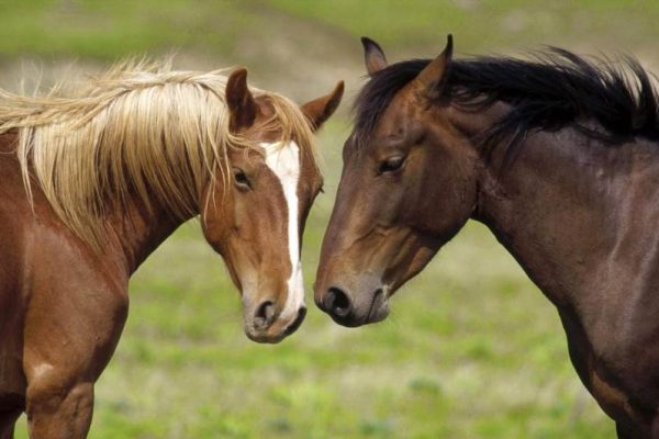 Сон коней: чому тварини сплять стоячи, які фази відпочинку бувають та як це впливає на їхнє життя