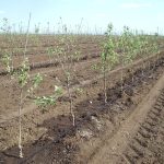 Як правильно припинити полив фруктових дерев восени