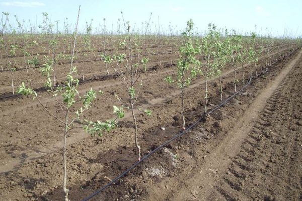 Як правильно припинити полив фруктових дерев восени