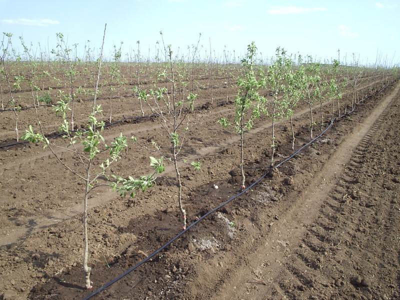 Як правильно припинити полив фруктових дерев восени