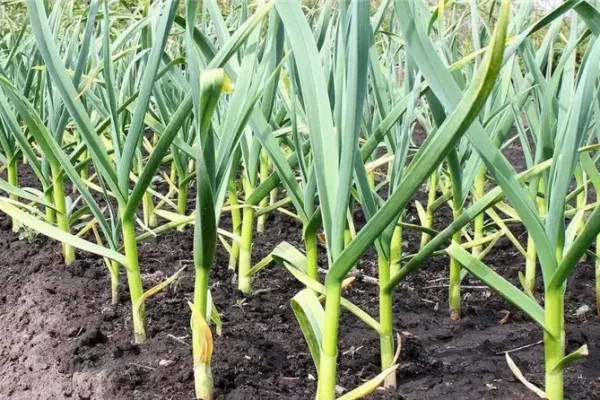 Секрети щедрих грядок – як підживити часник народними засобами