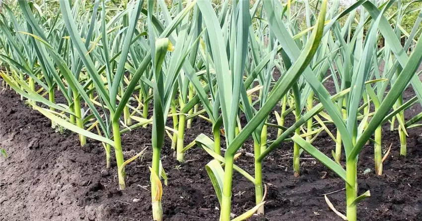 Секрети щедрих грядок – як підживити часник народними засобами