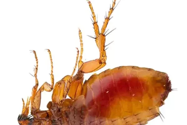 Як виглядають котячі блохи і чому їх так важко помітити