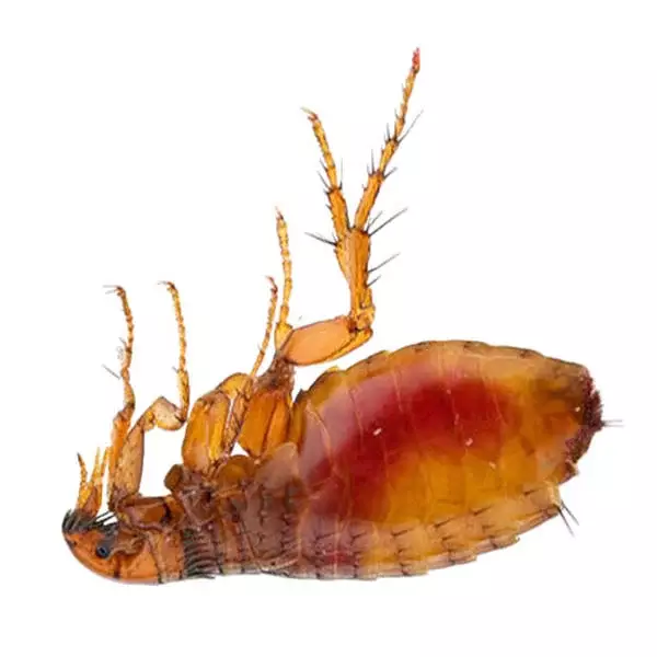 Як виглядають котячі блохи і чому їх так важко помітити