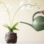 Секрети поливу орхідей для пишного цвітіння