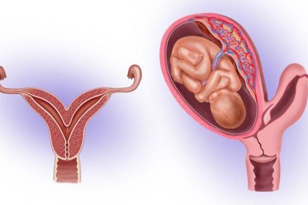 Матка жінки структура функції та значення для здоров'я