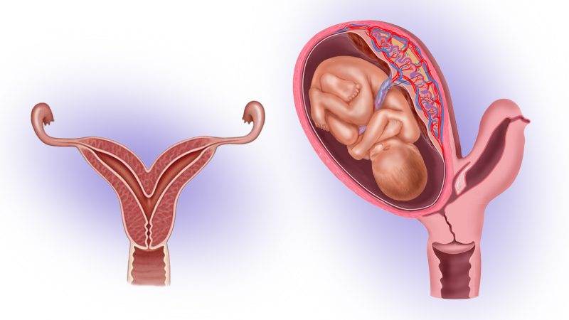 Матка жінки структура функції та значення для здоров'я