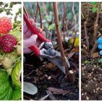 Як виростити багатий урожай малини без зайвих клопотів