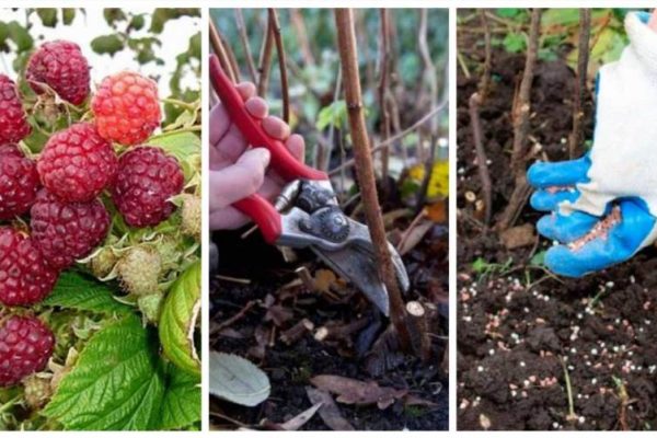 Як виростити багатий урожай малини без зайвих клопотів