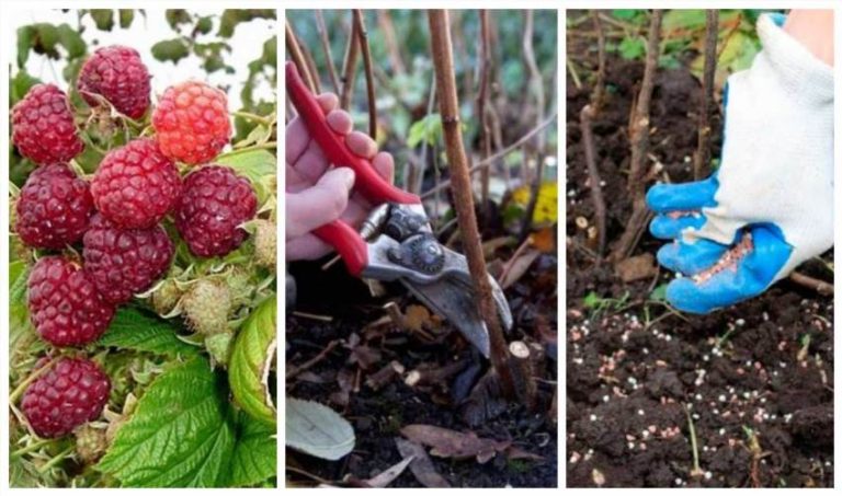 Як виростити багатий урожай малини без зайвих клопотів