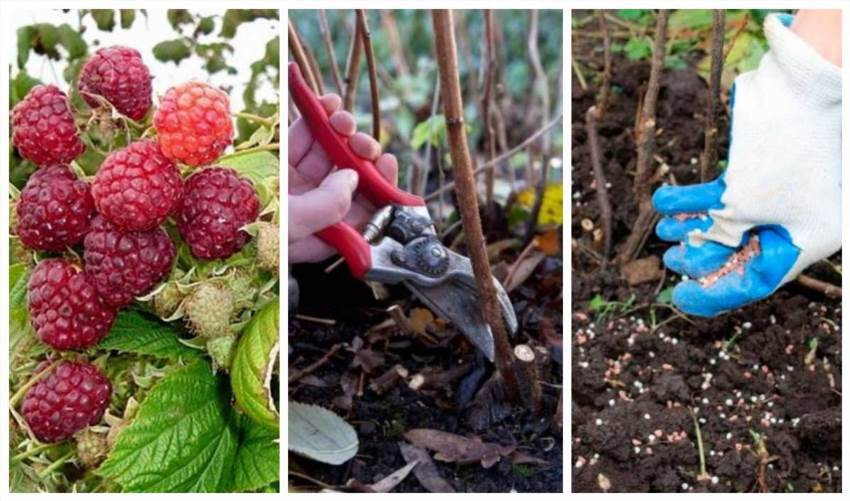 Як виростити багатий урожай малини без зайвих клопотів