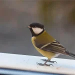 Коли птахи говорять більше за людей