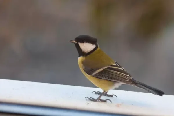 Коли птахи говорять більше за людей