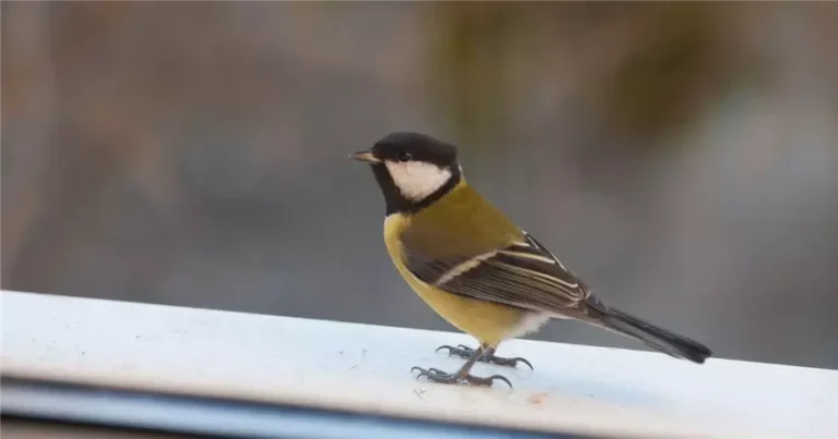 Коли птахи говорять більше за людей