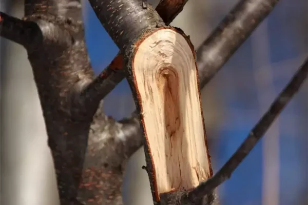 Як врятувати дерево з пошкодженою корою