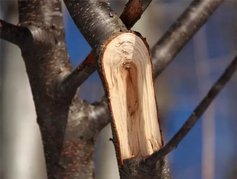 Як врятувати дерево з пошкодженою корою