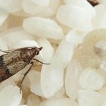 Як позбутися молі в домі швидко та надійно без хімії