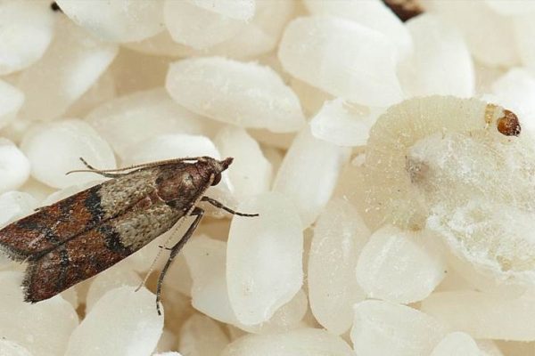 Як позбутися молі в домі швидко та надійно без хімії