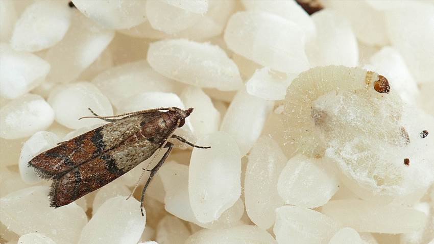 Як позбутися молі в домі швидко та надійно без хімії