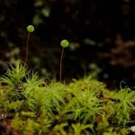 Мох - мініатюрне диво природи, яке живе поруч