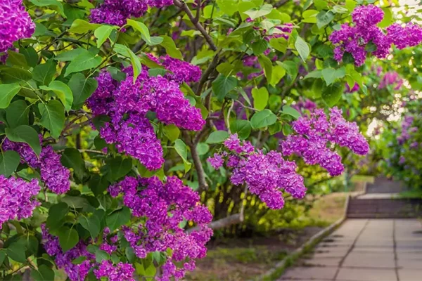 Як розсадити бузок і домогтися пишного цвітіння