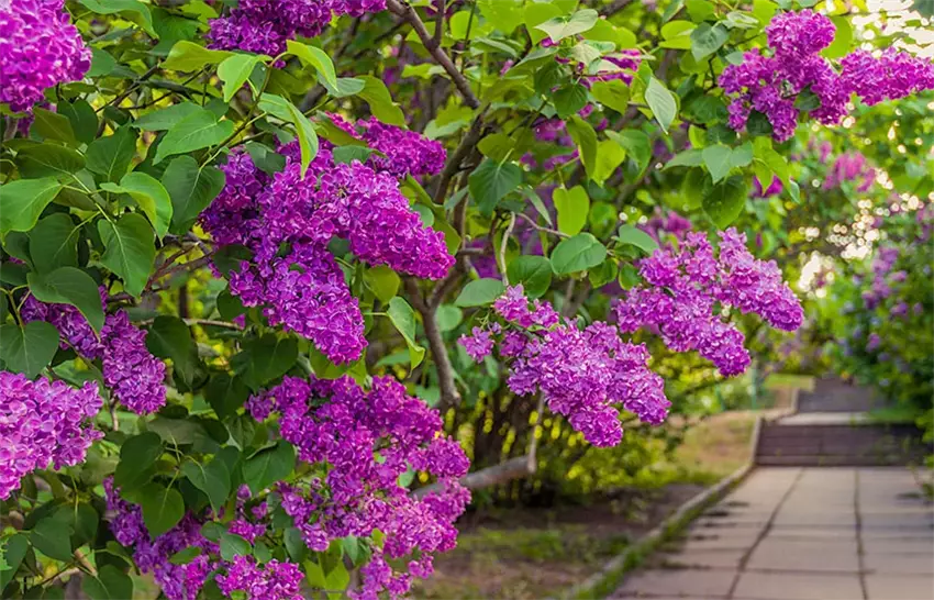 Як розсадити бузок і домогтися пишного цвітіння