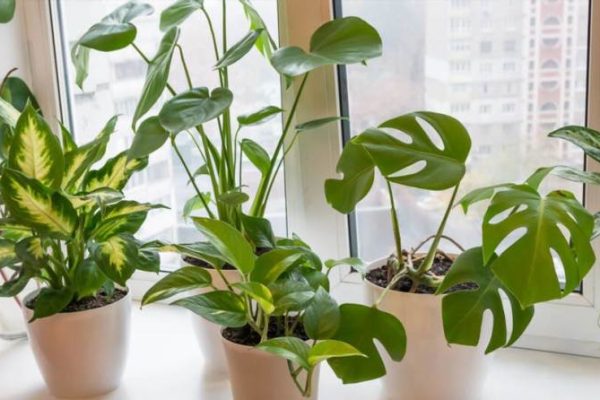 Як позбутися шкідників у вазонах без хімії та стресу для рослин