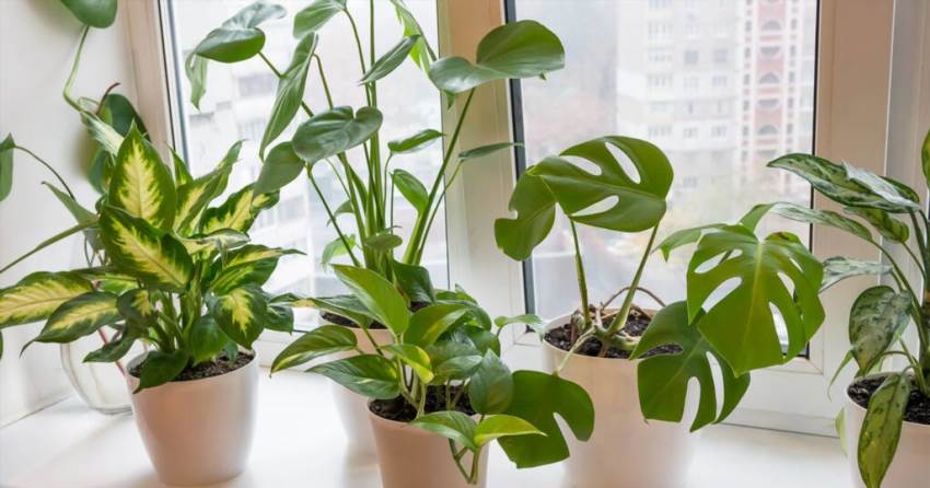 Як позбутися шкідників у вазонах без хімії та стресу для рослин