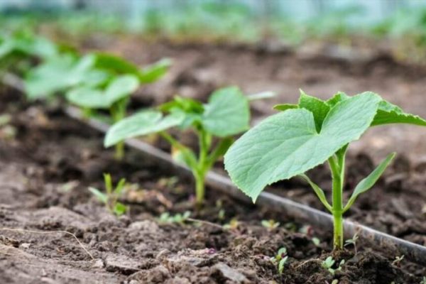 Як часто поливати огірки щоб отримати смачні та хрумкі плоди