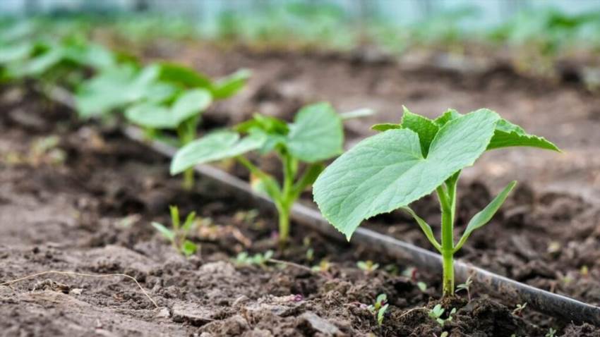 Як часто поливати огірки щоб отримати смачні та хрумкі плоди