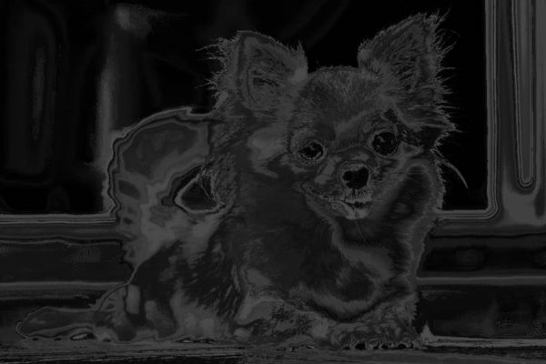 Чихуахуа: найменша порода собак з величезним характером