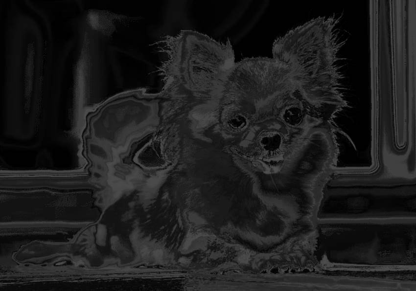 Чихуахуа: найменша порода собак з величезним характером