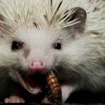 Що насправді їсть їжак коли ніхто не бачить