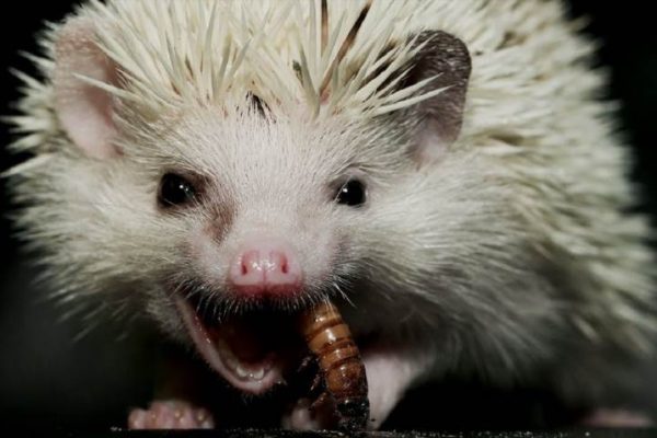 Що насправді їсть їжак коли ніхто не бачить