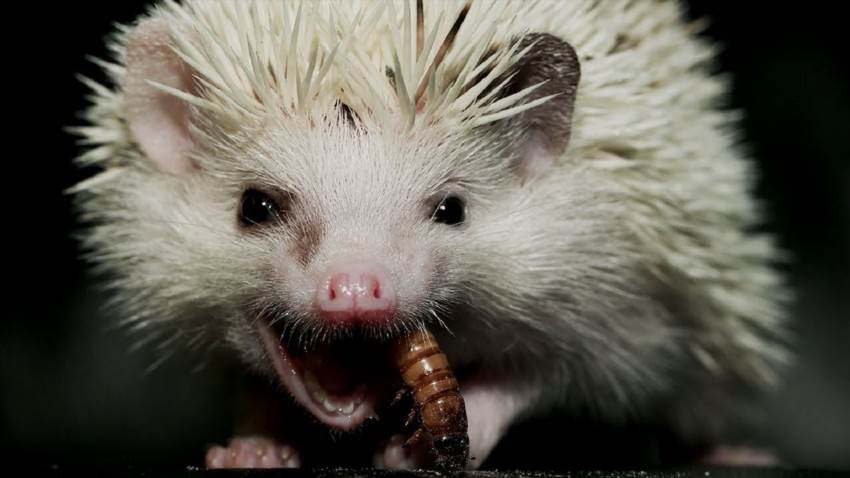 Що насправді їсть їжак коли ніхто не бачить