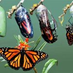 Як гусінь стає метеликом – повний шлях метаморфозу