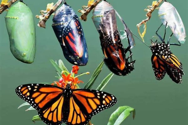 Як гусінь стає метеликом – повний шлях метаморфозу