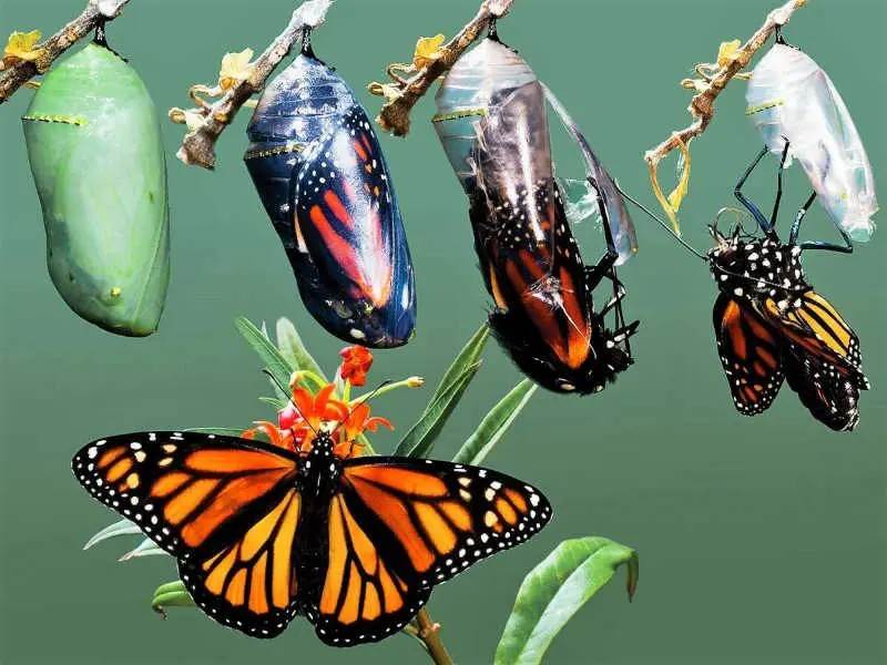 Як гусінь стає метеликом – повний шлях метаморфозу