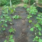 Як правильно садити огірки: повний гайд для новачків