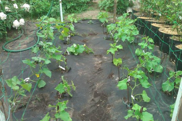 Як правильно садити огірки: повний гайд для новачків