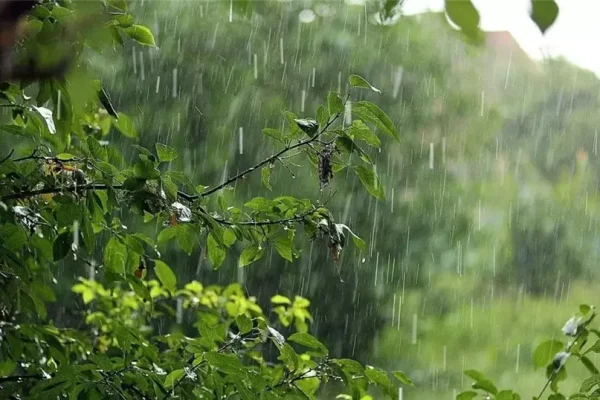 Чому пахне дощем і як називається цей запах