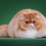 Персидські коти пишношерсті королі домашнього затишку