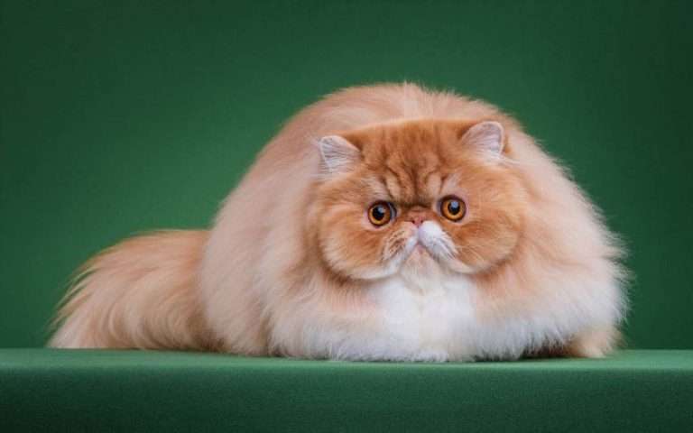 Персидські коти пишношерсті королі домашнього затишку